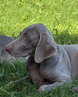 Cuccioli di Weimaraner