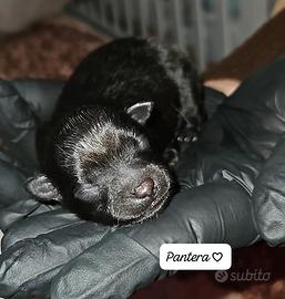 Volpino Spitz Toy Nero