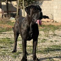 Cuccioli cane corso