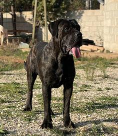 Cuccioli cane corso