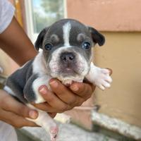 Bulldog francese