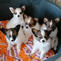 Cuccioli di papillon con pedigree