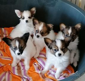 Cuccioli di papillon con pedigree