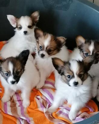 Cuccioli di papillon con pedigree