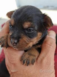 Cuccioli meticcio