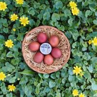 Pulcini Marans