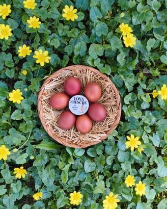 Pulcini Marans