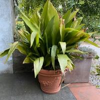Pianta vaso Aspidistria