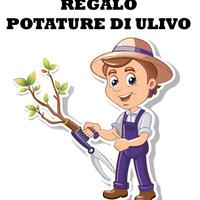 20 piante di ulivo da potare
