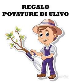 20 piante di ulivo da potare