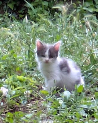 Gattina