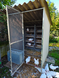 Voliera con piccioni