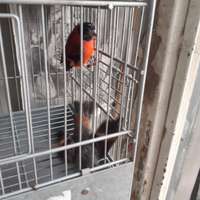 Coppie di cardinalini del Venezuela
