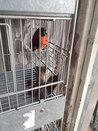 Coppie di cardinalini del Venezuela