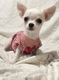 Chiwawa