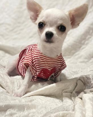 Chiwawa