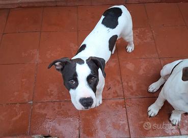 Cuccioli di amstaff