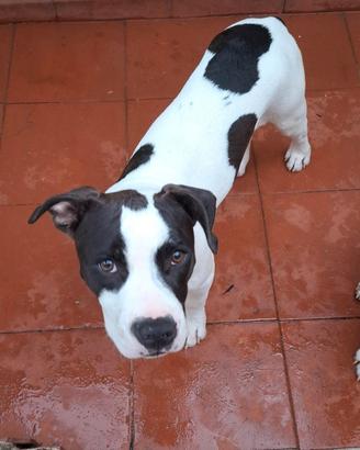 Cuccioli di amstaff