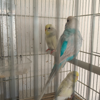 Cocorite