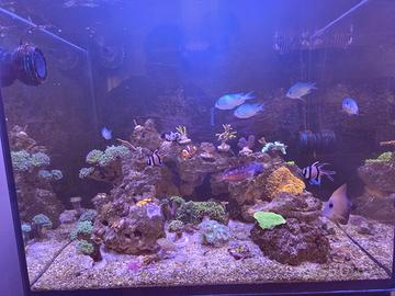 Acquario marino  pesci e coralli