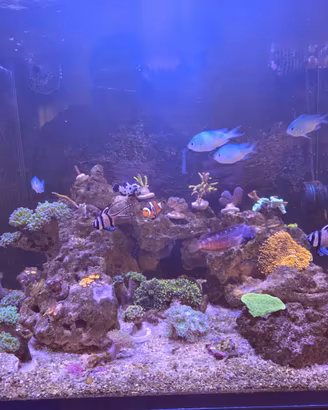 Acquario marino  pesci e coralli