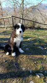 Border collie cuccioli pedigree alta genealogia