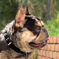 Bulldog Francese Choco per monta