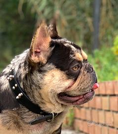 Bulldog Francese Choco per monta