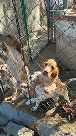 Setter Inglesi