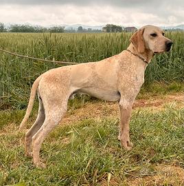 Bracco pointer