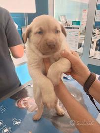 Simil labrador