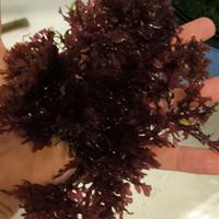 Gracilaria alga marino acquario