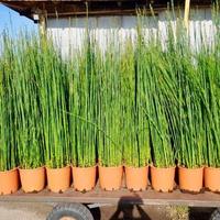 Piante di Equisetum Hyemale 160cm