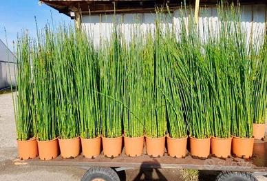 Piante di Equisetum Hyemale 160cm