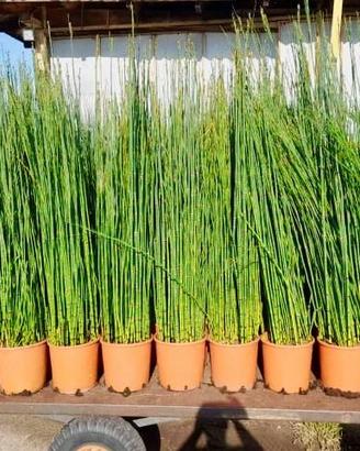 Piante di Equisetum Hyemale 160cm