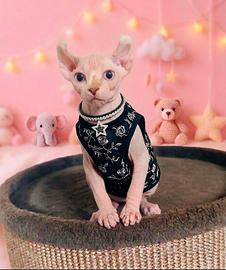 Sphynx elf