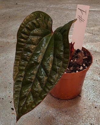 Anthurium RadicansXLuxurians