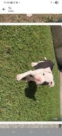 Amstaff terrier