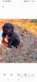 Cucciolo di lagotto