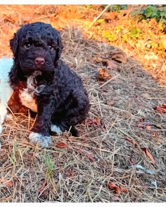 Cucciolo di lagotto