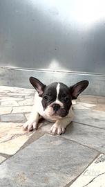 Bouledogue Bianco e Blu