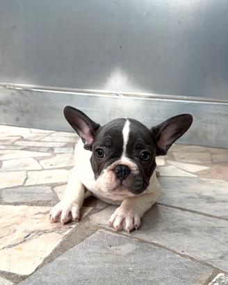 Bouledogue Bianco e Blu