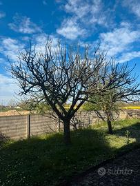 Albero di fico