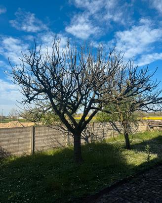 Albero di fico