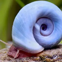 Lumache acqua dolce planobarius