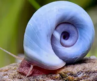 Lumache acqua dolce planobarius