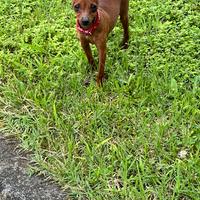 Cuccioli di Pincher colore rosso fuoco