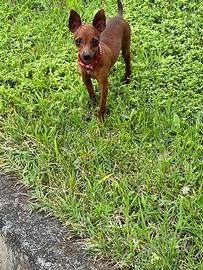 Cuccioli di Pincher colore rosso fuoco