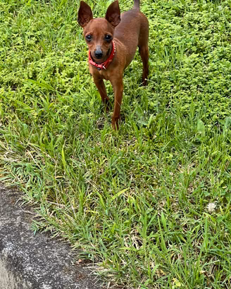 Cuccioli di Pincher colore rosso fuoco