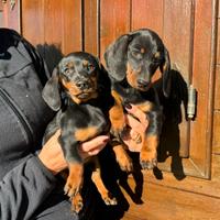 Cuccioli di Bassotto Tedesco